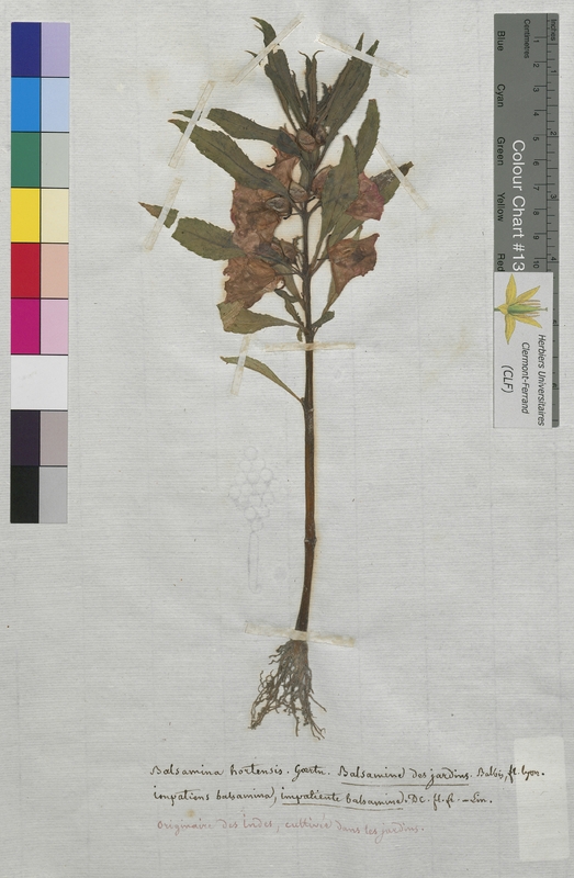 Balsamina hortensis (Balsaminaceae)