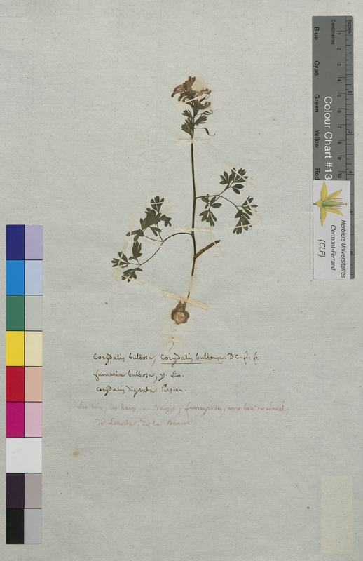 Corydalis bulbosa (Papaveraceae)