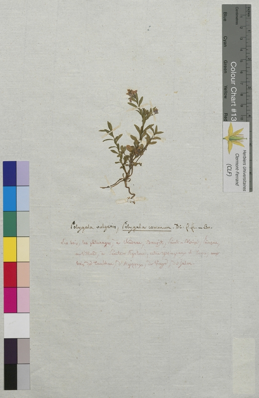 Polygala vulgaris (Polygalaceae)