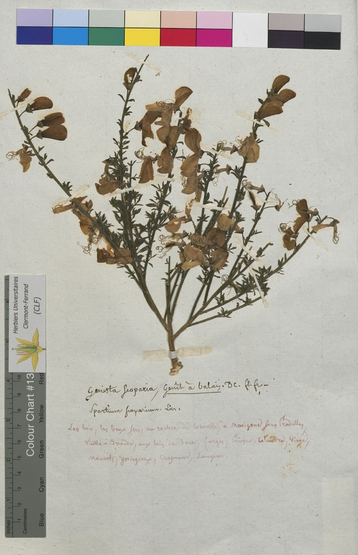 Genista scoparia (Fabaceae)