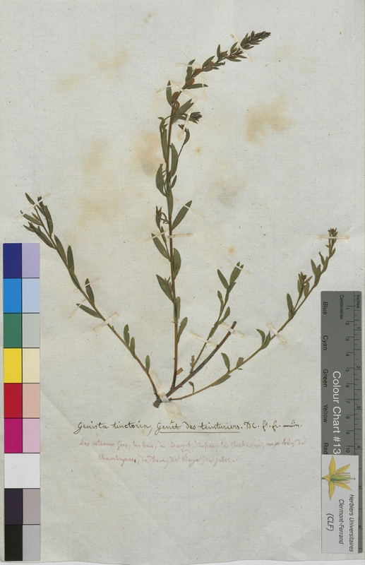 Genista tinctoria (Fabaceae)