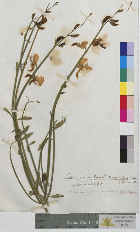 Spartium junceum (Fabaceae)