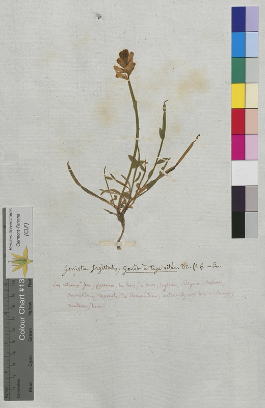 Genista sagittalis (Fabaceae)