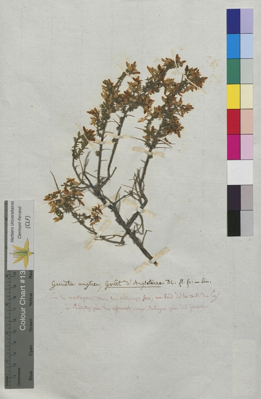 Genista anglica (Fabaceae)