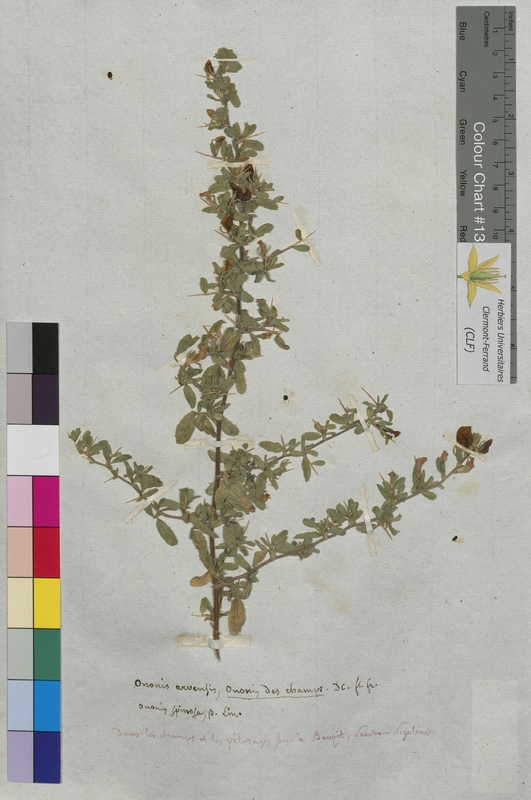 Ononis arvensis (Fabaceae)