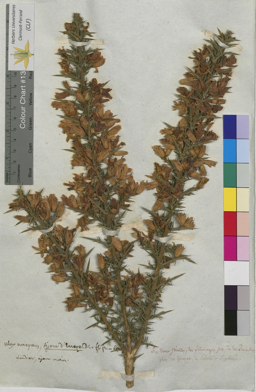Ulex europaeus (Fabaceae)