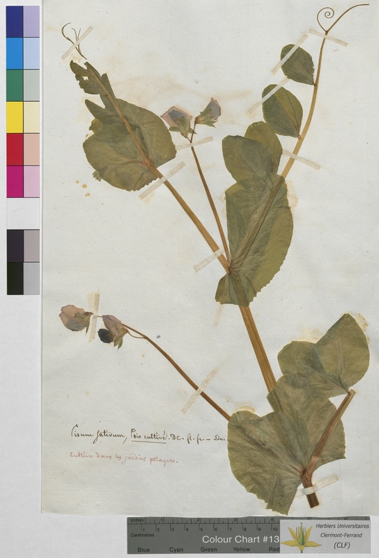 Pisum sativum (Fabaceae)