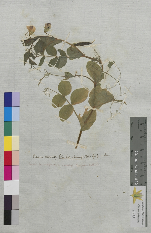 Pisum arvense (Fabaceae)