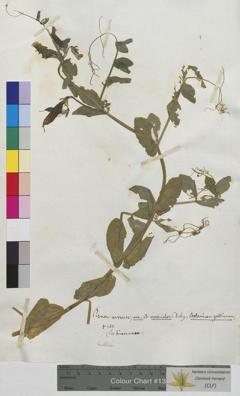 Pisum arvense (Fabaceae)