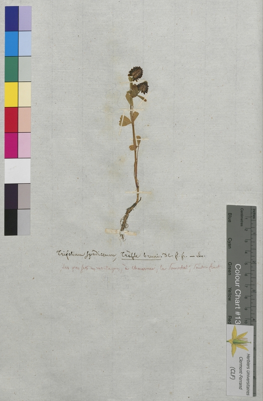 Trifolium spadiceum (Fabaceae)