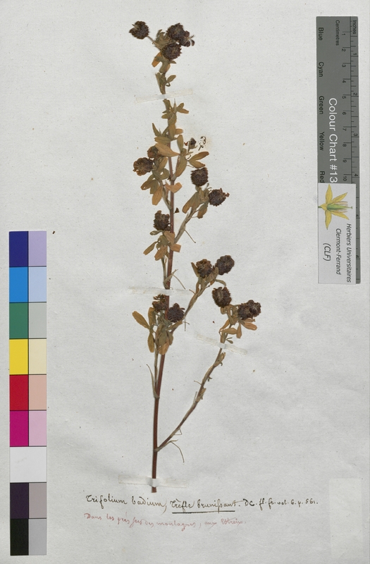 Trifolium badium (Fabaceae)
