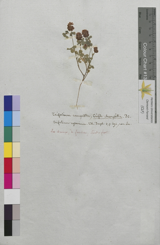 Trifolium campestre (Fabaceae)