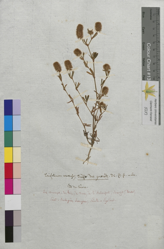 Trifolium arvense (Fabaceae)