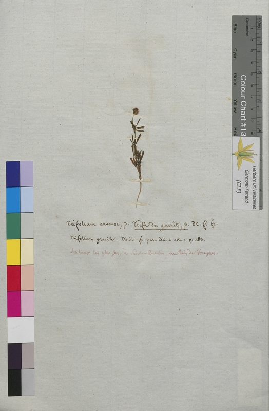 Trifolium arvense (Fabaceae)