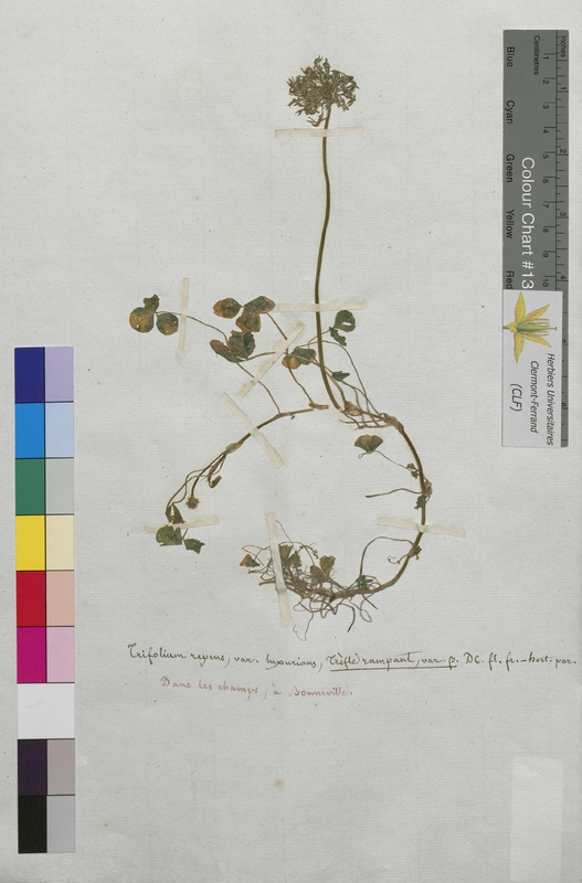 Trifolium repens (Fabaceae)