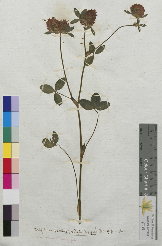Trifolium pratense (Fabaceae)