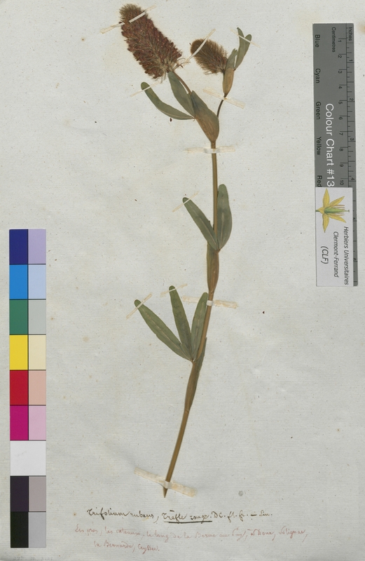 Trifolium rubens (Fabaceae)