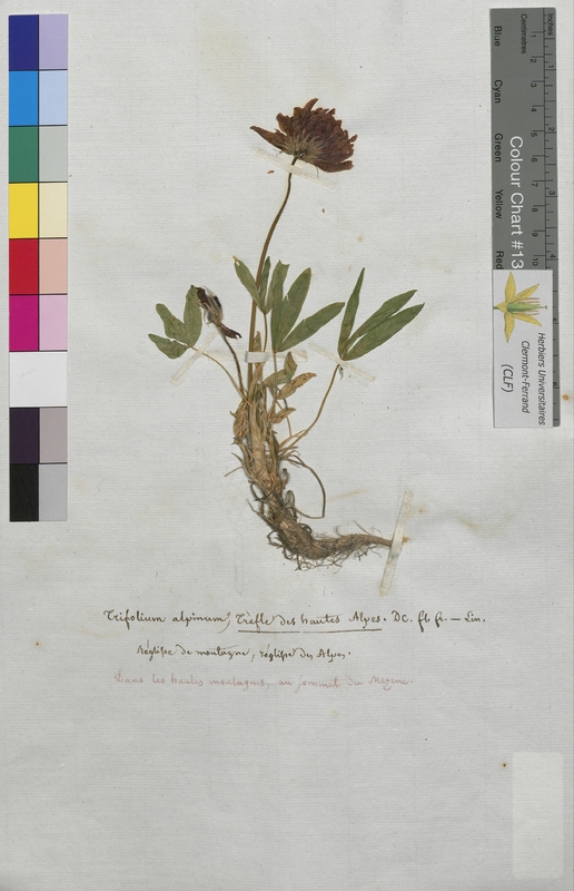 Trifolium alpinum (Fabaceae)