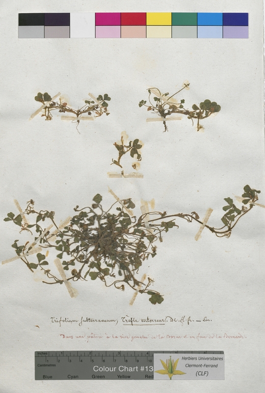 Trifolium subterraneum (Fabaceae)