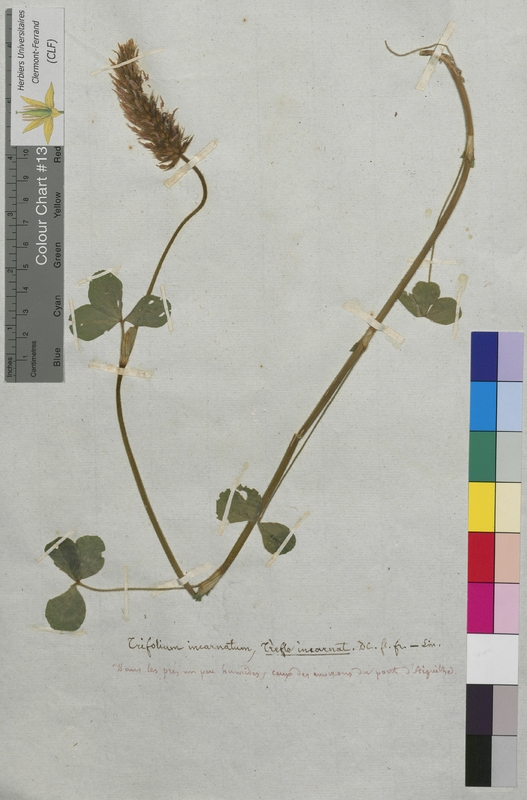 Trifolium incarnatum (Fabaceae)
