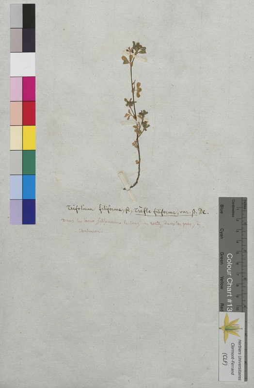 Trifolium filiforme (Fabaceae)