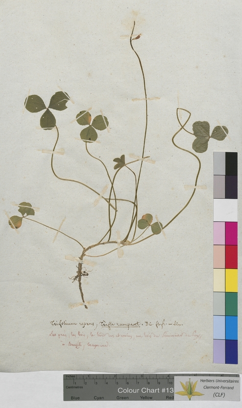 Trifolium repens (Fabaceae)