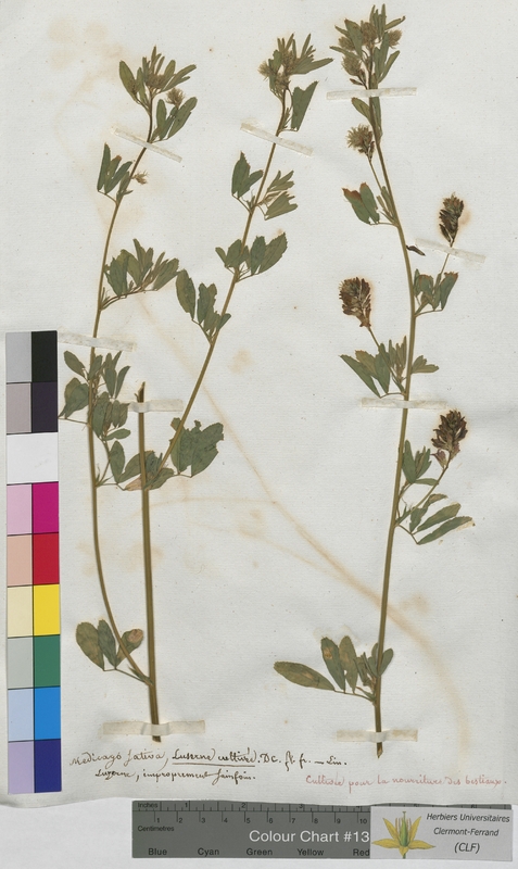 Medicago sativa (Fabaceae)