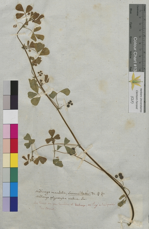 Medicago maculata (Fabaceae)