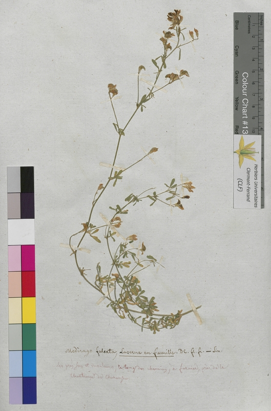 Medicago falcata (Fabaceae)