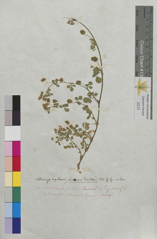 Medicago lupulina (Fabaceae)