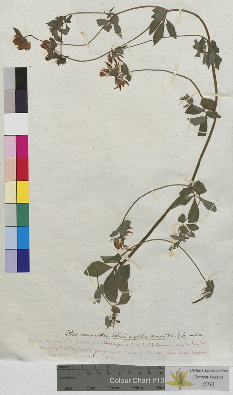 Lotus corniculatus (Fabaceae)