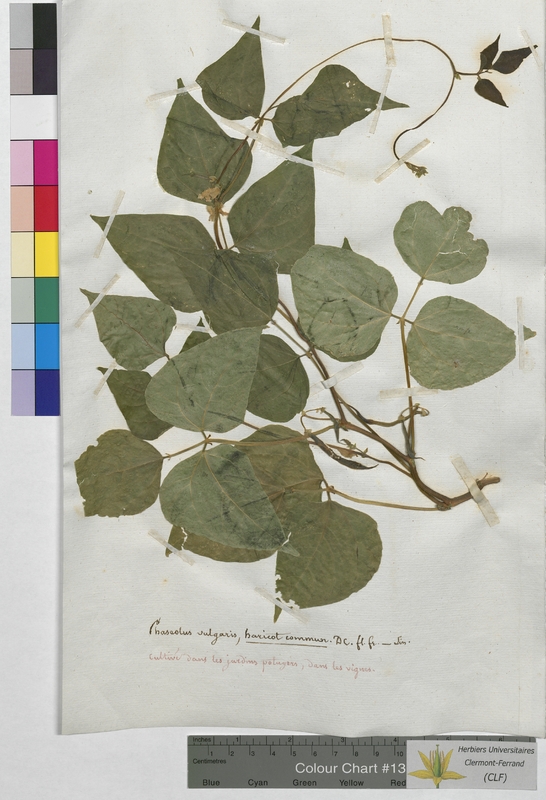 Phaseolus vulgaris (Fabaceae)