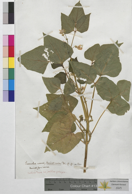 Phaseolus nanus (Fabaceae)