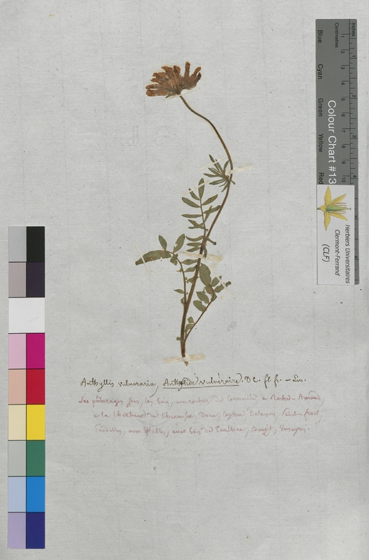 Anthyllis vulneraria (Fabaceae)