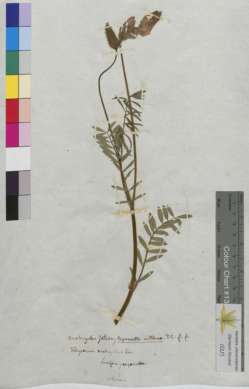 Onobrychis sativa (Fabaceae)