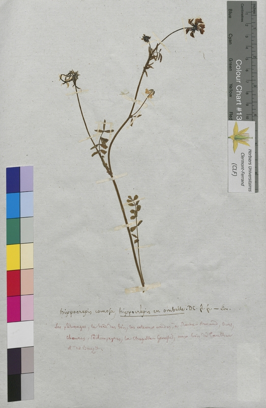 Hippocrepis comosa (Fabaceae)