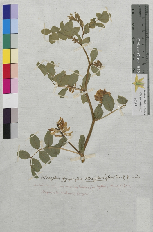 Astragalus glycyphyllos (Fabaceae)