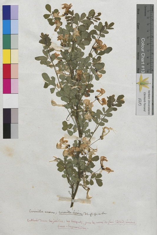 Coronilla emerus (Fabaceae)