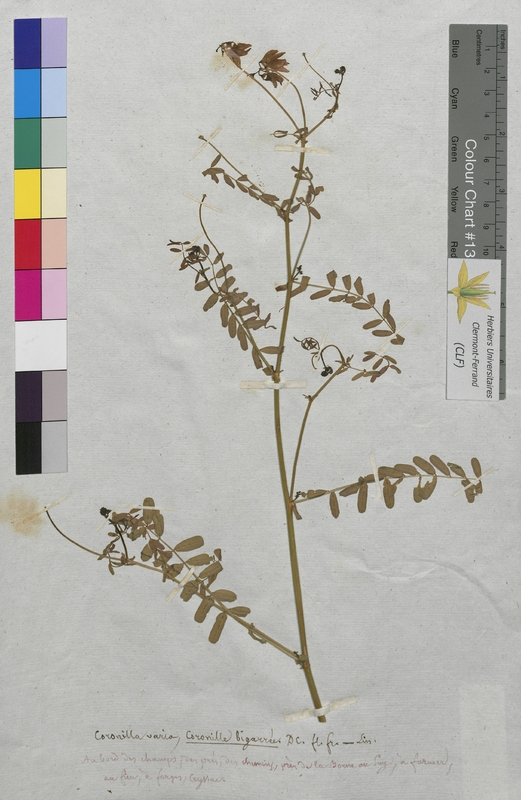 Coronilla varia (Fabaceae)