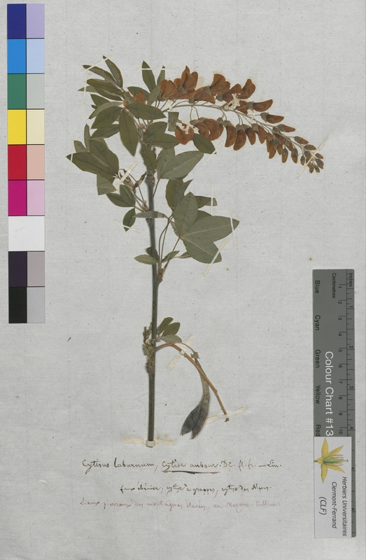 Cytisus laburnum (Fabaceae)