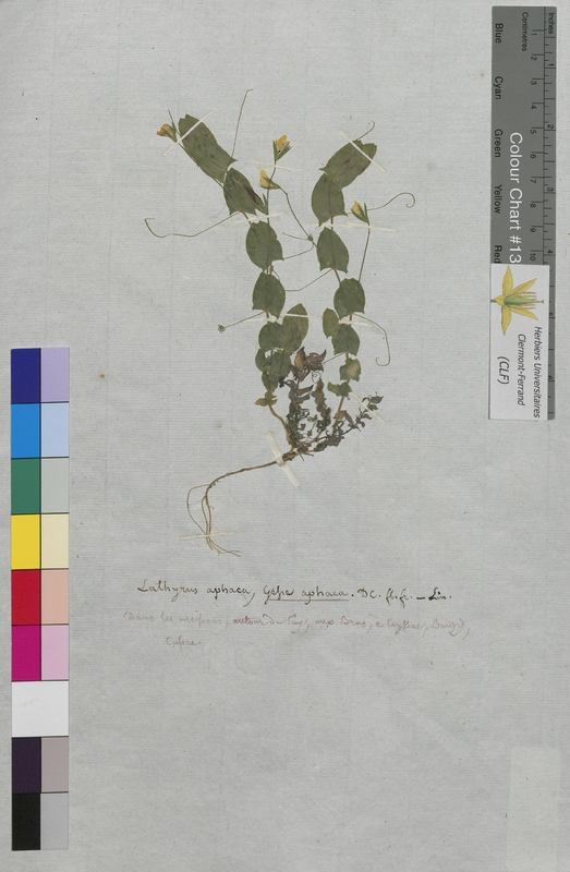 Lathyrus aphaca (Fabaceae)