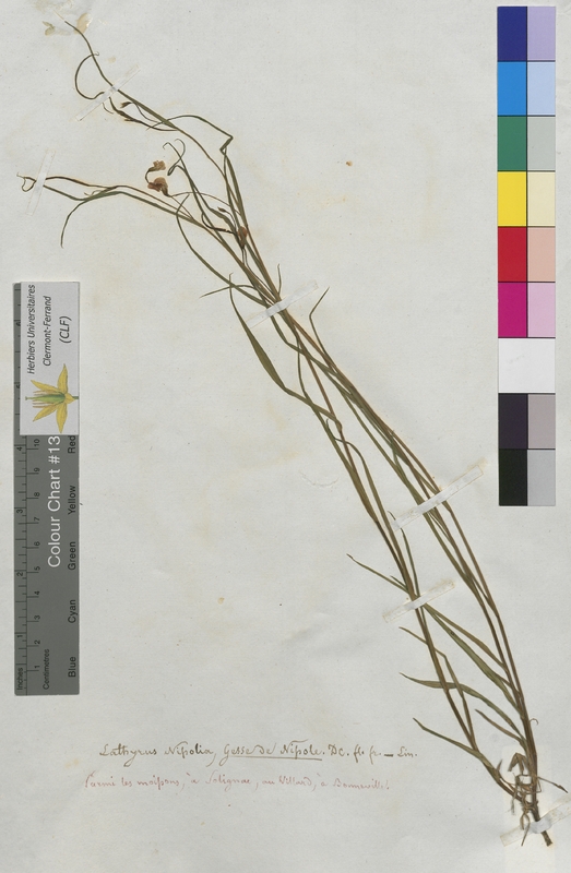 Lathyrus nissolia (Fabaceae)