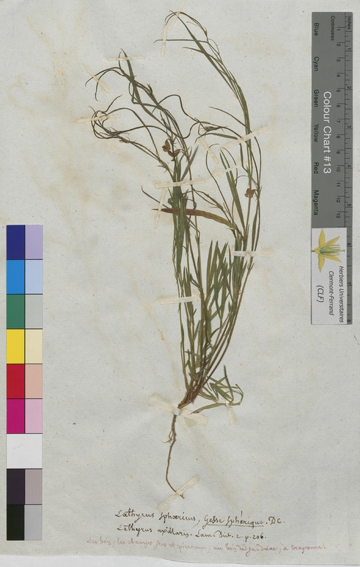 Lathyrus sphaericus (Fabaceae)