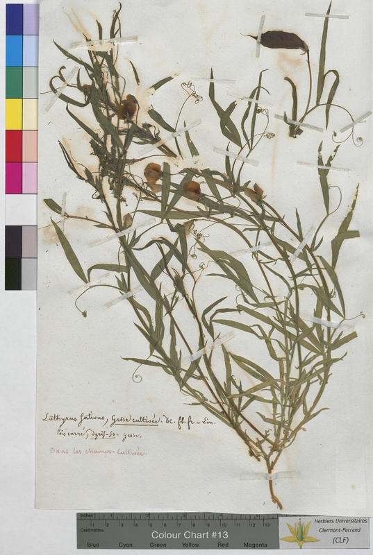 Lathyrus sativus (Fabaceae)