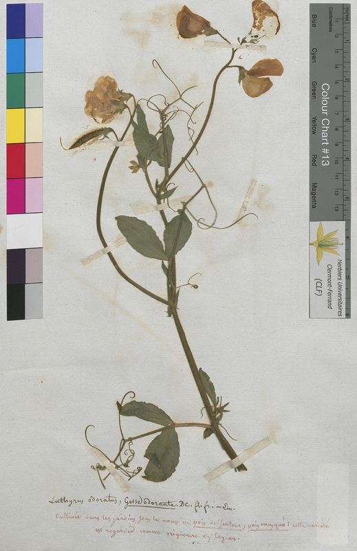 Lathyrus odoratus (Fabaceae)