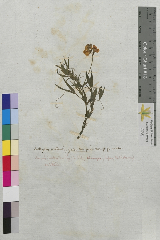 Lathyrus pratensis (Fabaceae)