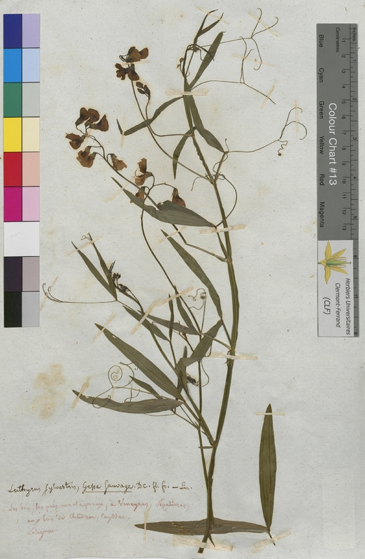 Lathyrus sylvestris (Fabaceae)