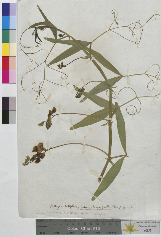 Lathyrus latifolius (Fabaceae)