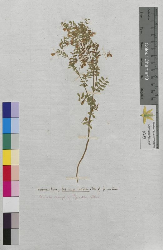 Ervum lens (Fabaceae)