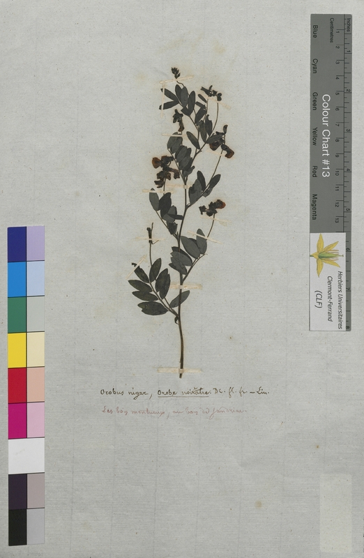 Orobus niger (Fabaceae)